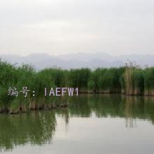ĭ